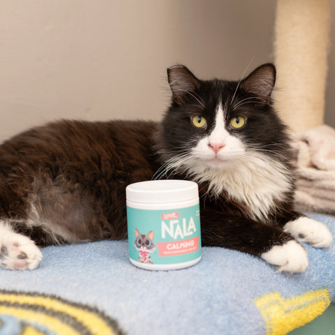 A fluffy black-and-white cat lies on a blue blanket next to a white tub of calming supplements.