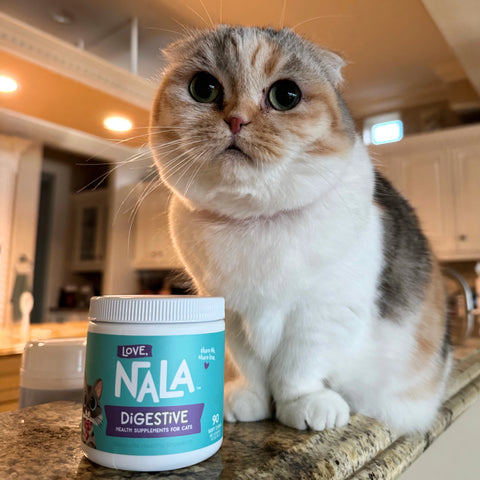 A fluffy calico cat sits on a kitchen counter next to a white tub of Love Nala Digestive health supplements for cats.
