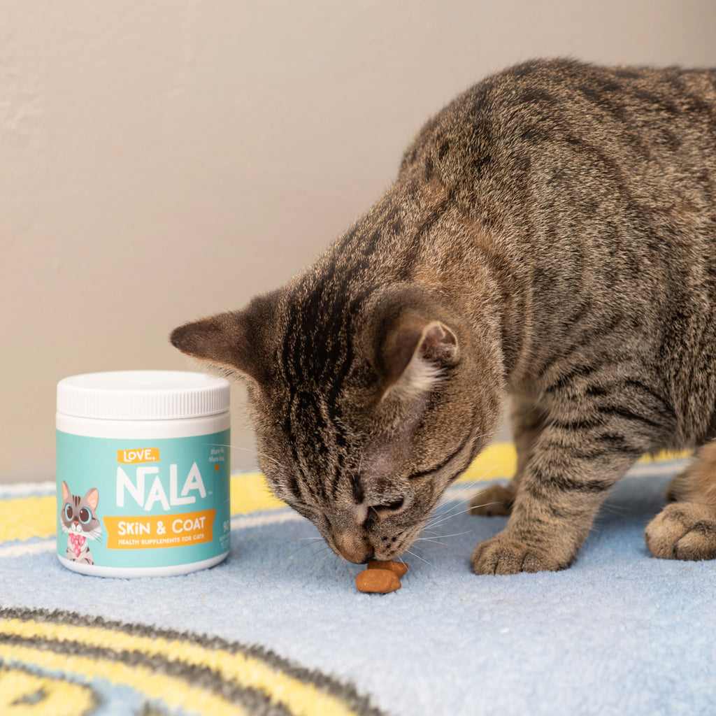 A brown tabby cat is eating a skin & coat supplement chew next to a white jar on a blanket.