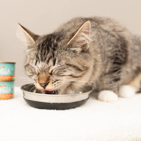 A white cat drinks eats from a bowl 
