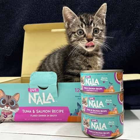 A kitten sitting inside of a Love, Nala cat food box looking content licking her lips. There are three cans of cat food stacked on top of each other. 
