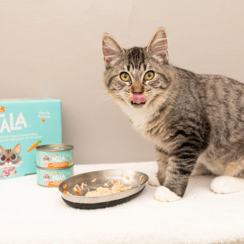 A tabby cat enjoying Love Nala cat food while sitting on a white blanket.