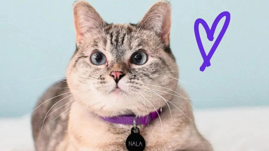 a cat wearing a pink collar says nala
